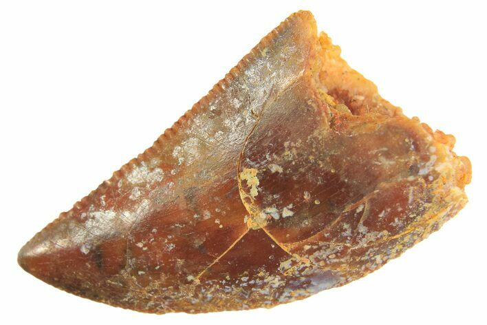 Serrated Raptor Tooth - Real Dinosaur Tooth #297736